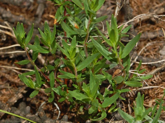 Chamaenerion fleischeri (ex Epilobium fleischeri) / Epilobio di Fleischer